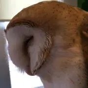 メンフクロウの画像