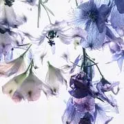 あおの画像