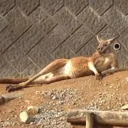 たなしん