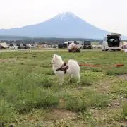 アロエ