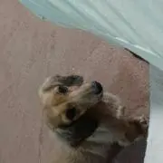 ラッシー