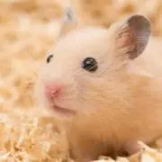 ちむちむ