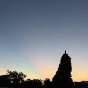 ワッキーの画像
