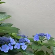 MARUの画像