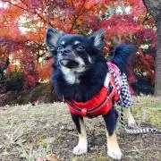きむかつ