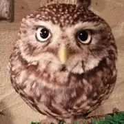 Yの画像
