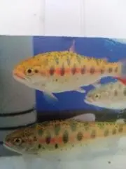釣り人の画像