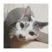 そらまめの画像