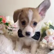 つーさんの画像