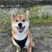 しょご