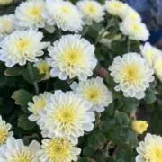 ❄︎ふたりママ❄︎植物とこども服の画像