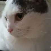 ミロちゃんの画像