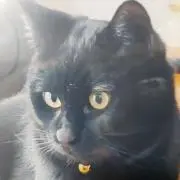レイ