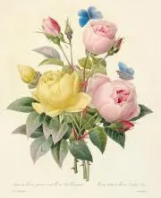 antoinette