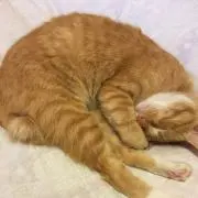 ミータ