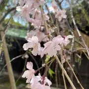 めぇいみぃの画像