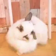 Shiro☆の画像