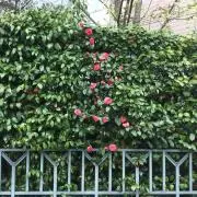 断捨離中の森/匿名配送