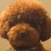 ぴーたんの画像