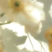mm11の画像