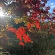 .comの画像