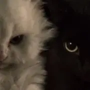 くろの画像