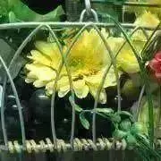 かかすぃ⁑の画像