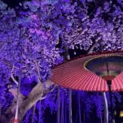 高嶺の花子さんの画像