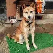 たけのこ