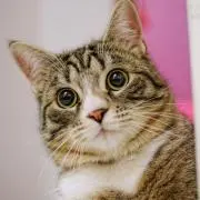 とんぬらの画像
