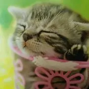 チムタン★プロフ必読お願いします★