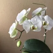 さち