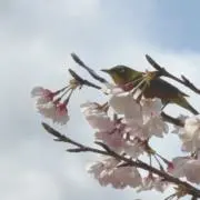 アキの画像