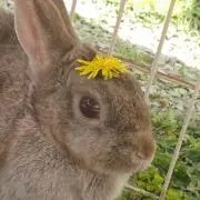 きりんさん(１度はプロフご覧ください)の画像