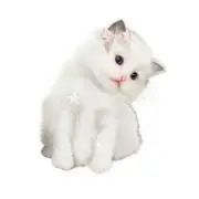 あの画像