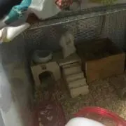 あひる