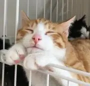 うりりん