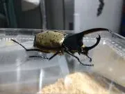 destinyの画像