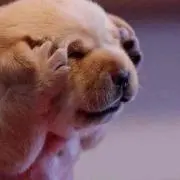 ぶーーーーーの画像