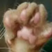猫の手