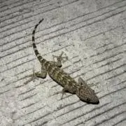 トミー