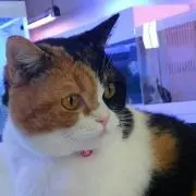 みーママ