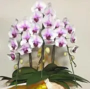 胡蝶蘭