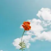 nni