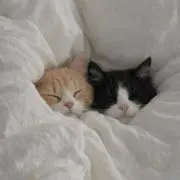 ちょこもなかの画像