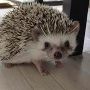 えーす