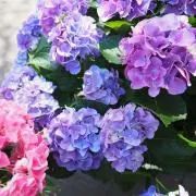 mmmi。の画像