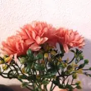エミごん即日発送！！丁寧に対応します。の画像