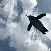 careの画像