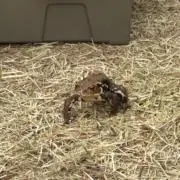 、、の画像
